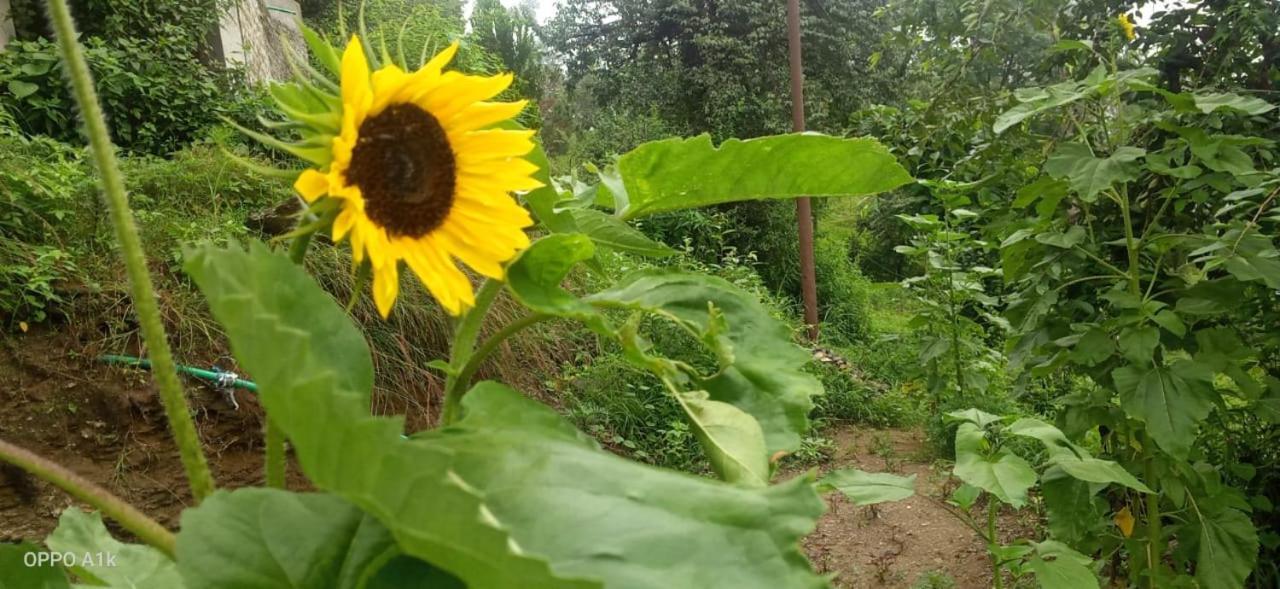 Evergreen Home Stay 阿尔莫拉 外观 照片