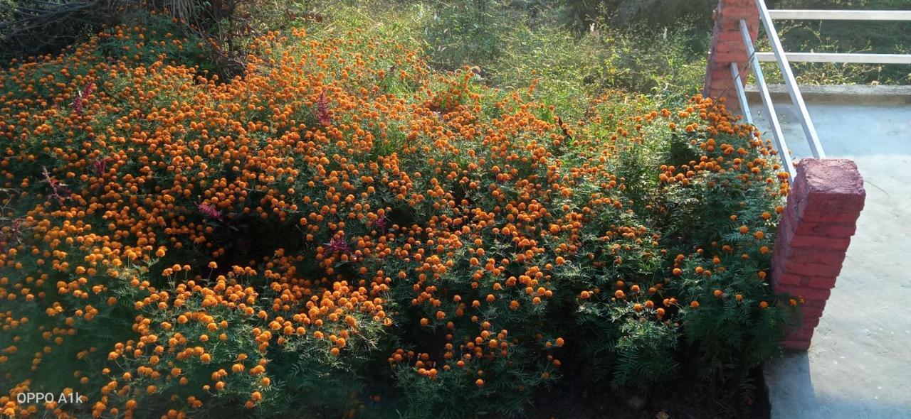 Evergreen Home Stay 阿尔莫拉 外观 照片